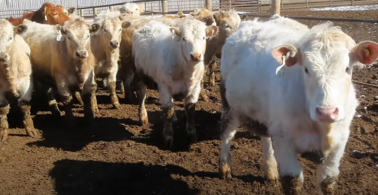 20/20 Ranching in Midale, Saskatchewan.
