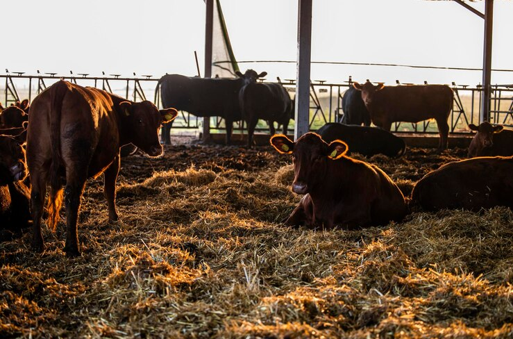 Sunny Slope Cattle Ltd