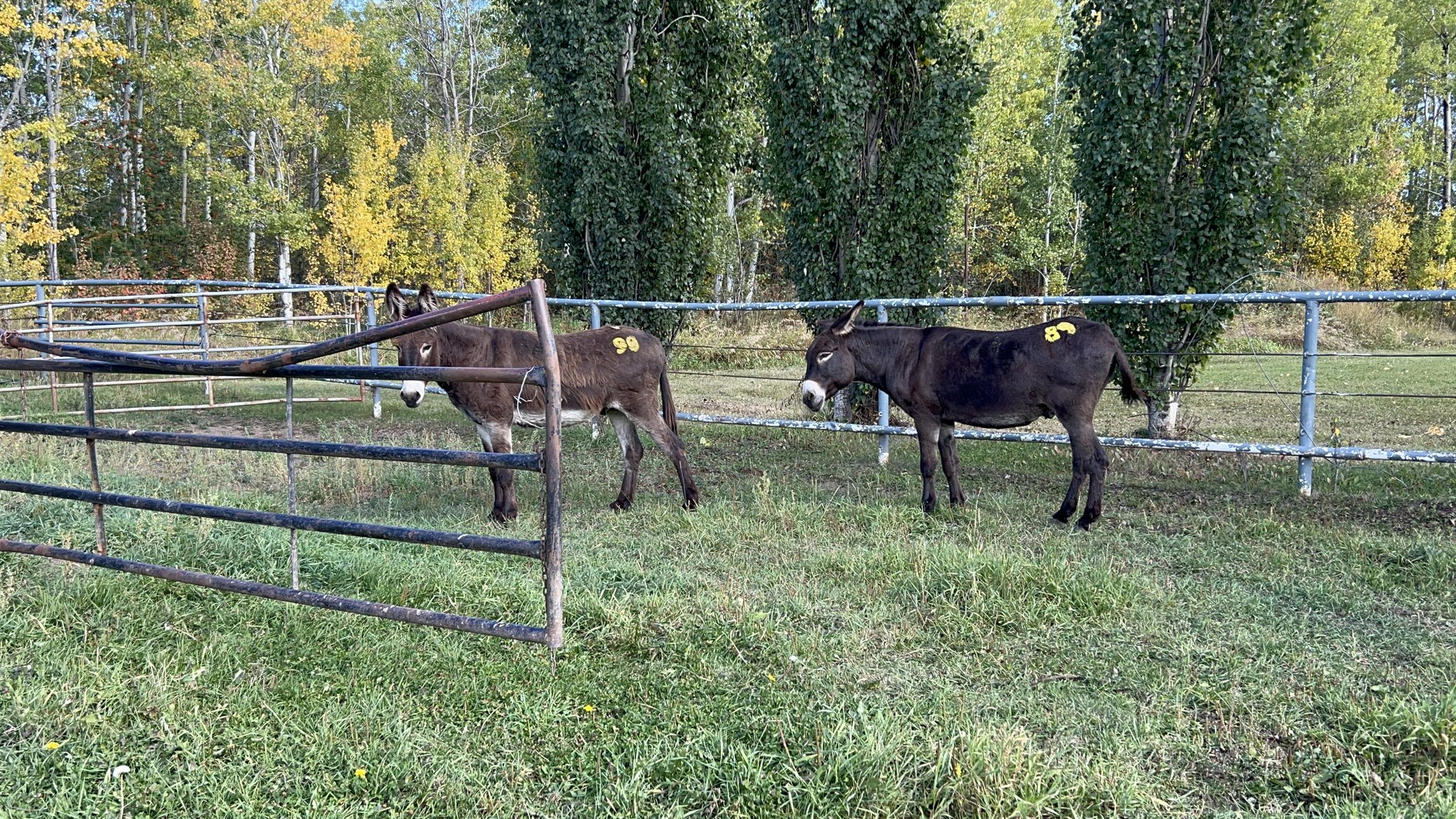 Hansen Land & Livestock