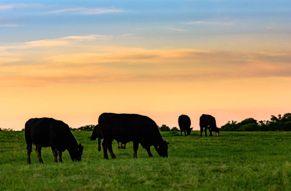 Cottonwood Holsteins / Cottonwood Feed Solutions Ltd.