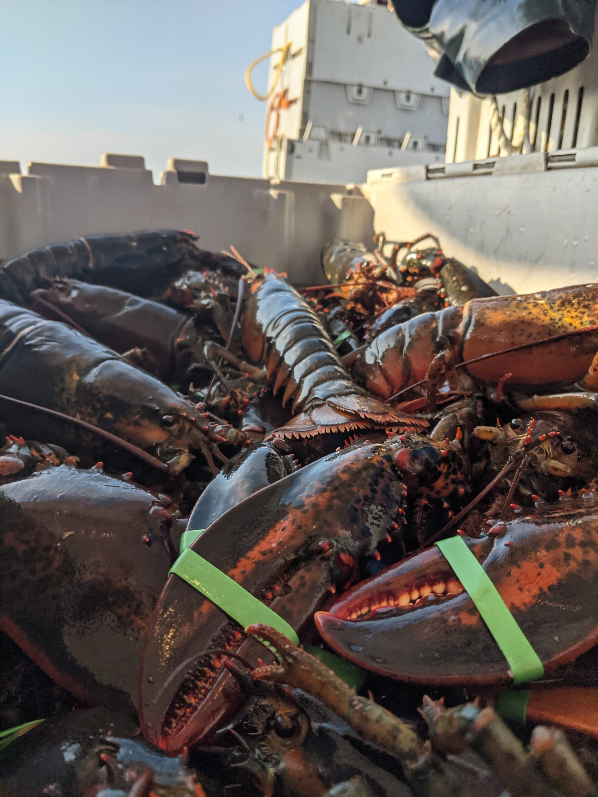 Long Point Lobster & Seafood Limited