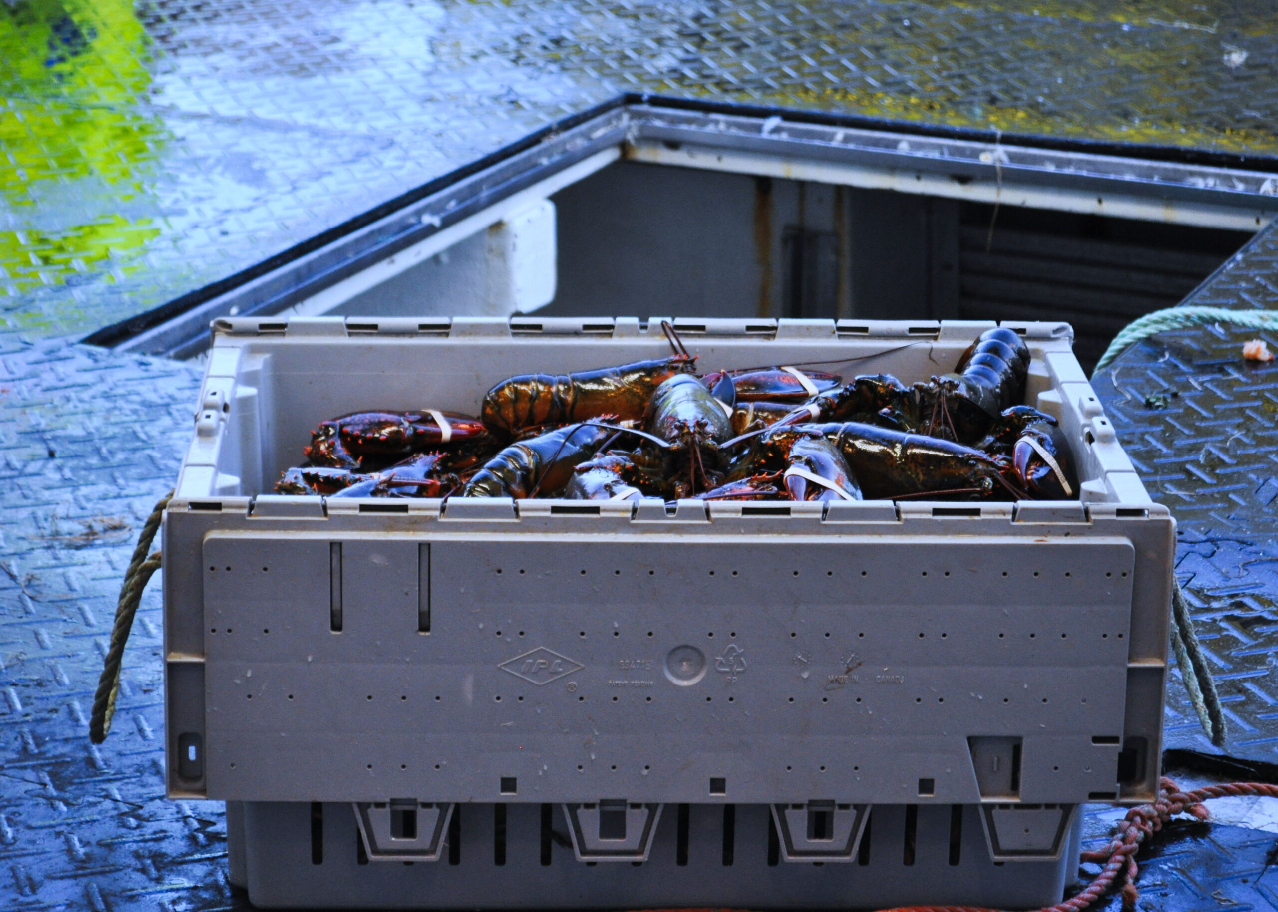 Long Point Lobster & Seafood Limited