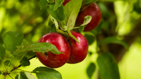 Smyth's Apple Orchard Corp.