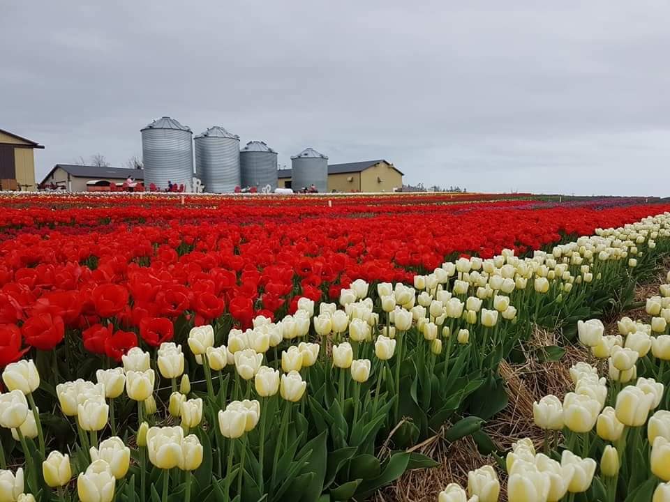 Vanco Farms Ltd. / Vanco Flowers Ltd. in Mount Albion, Prince Edward Island