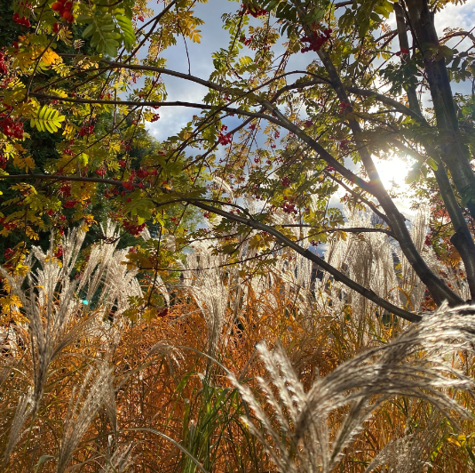 Alladins Landscape Design Ltd.