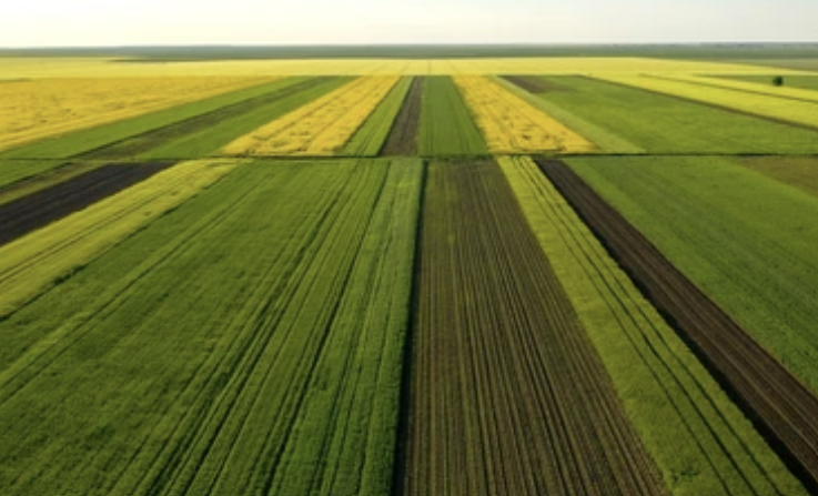 K-belt Farms