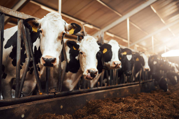 Cottonwood Holsteins / Cottonwood Feed Solutions Ltd.