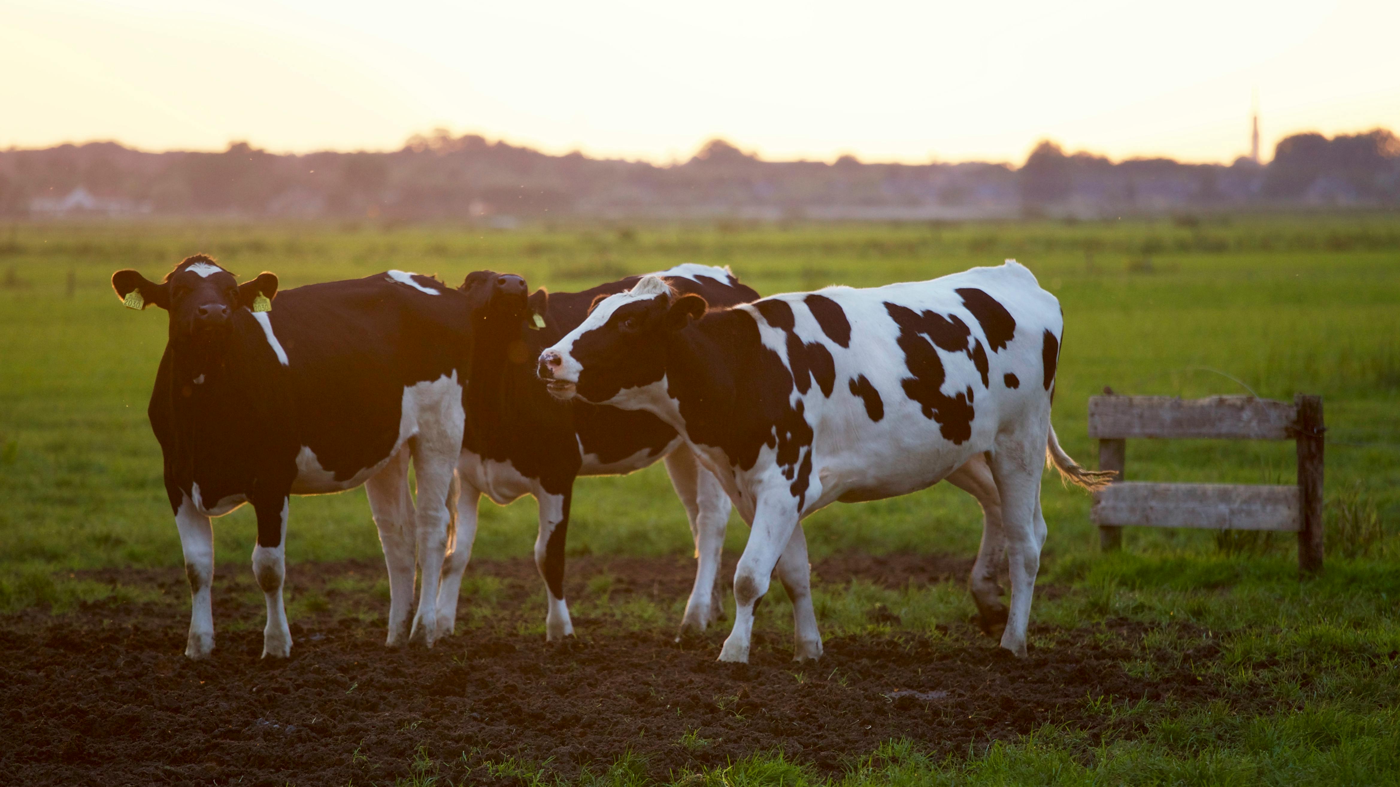 Neu Muehl Farming Co. Ltd.