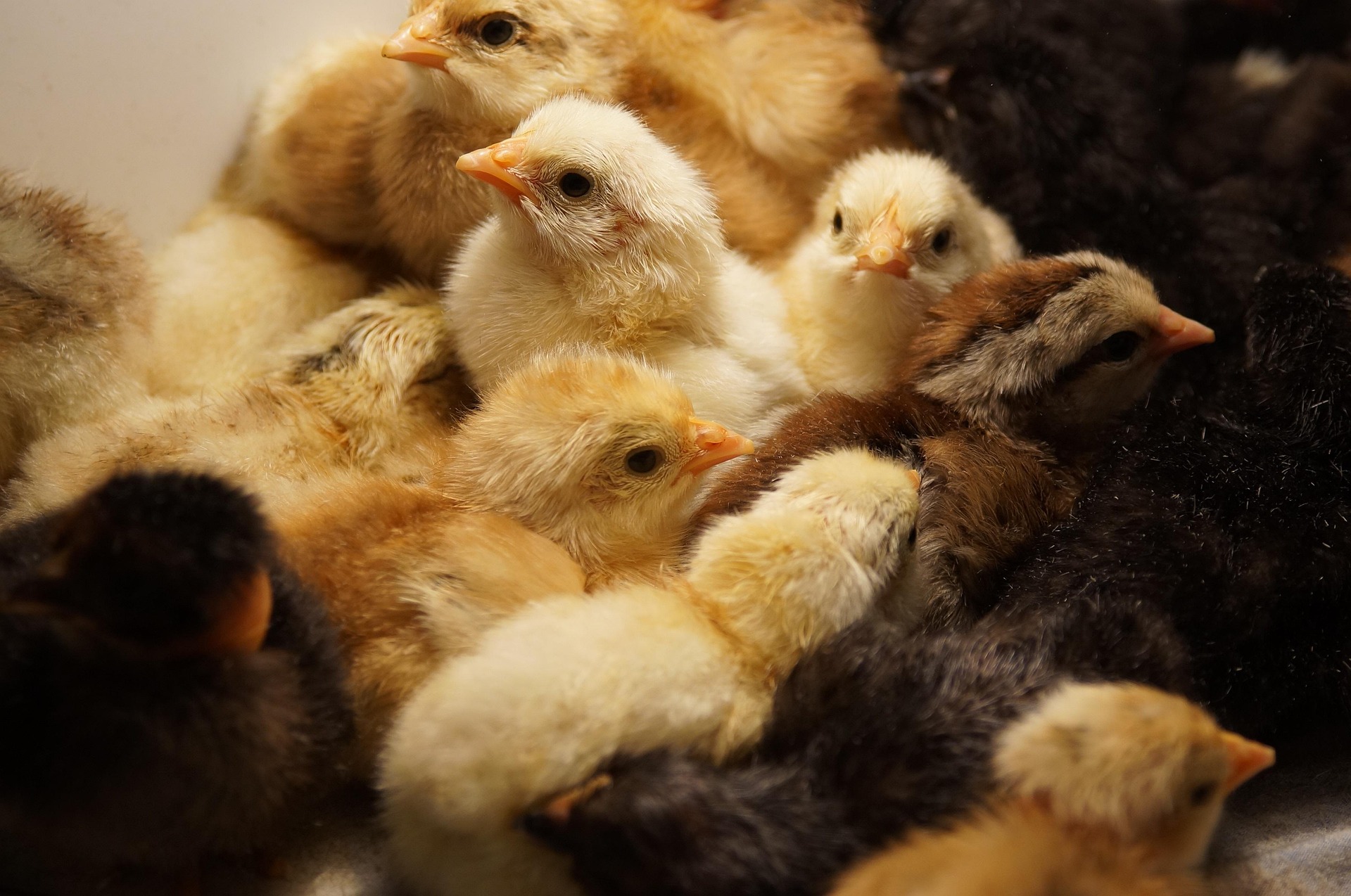 Mountain View Poultry Farm